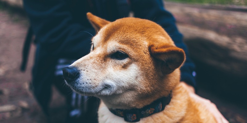 よこた動物診療室 柴犬の皮膚科