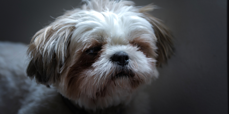 shih-tzu