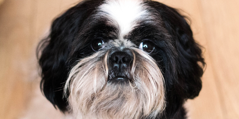 shih-tzu